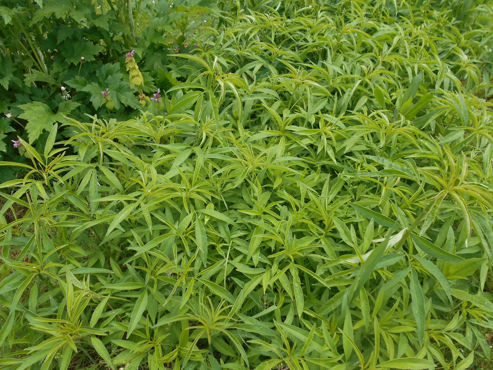 Tall Coreopsis (Coreopsis Tripteris) — as it can span 2 to 3 feet wide