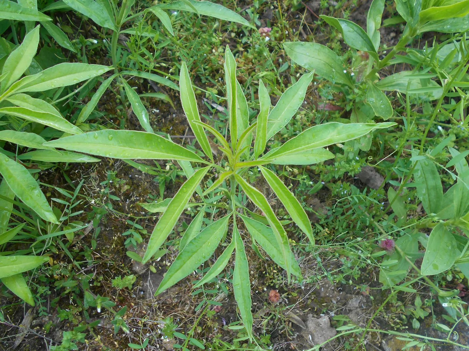 Tall Coreopsis (Coreopsis Tripteris) — allowing for easy expansion or naturalization in meadow-like settings or more traditional beds and borders