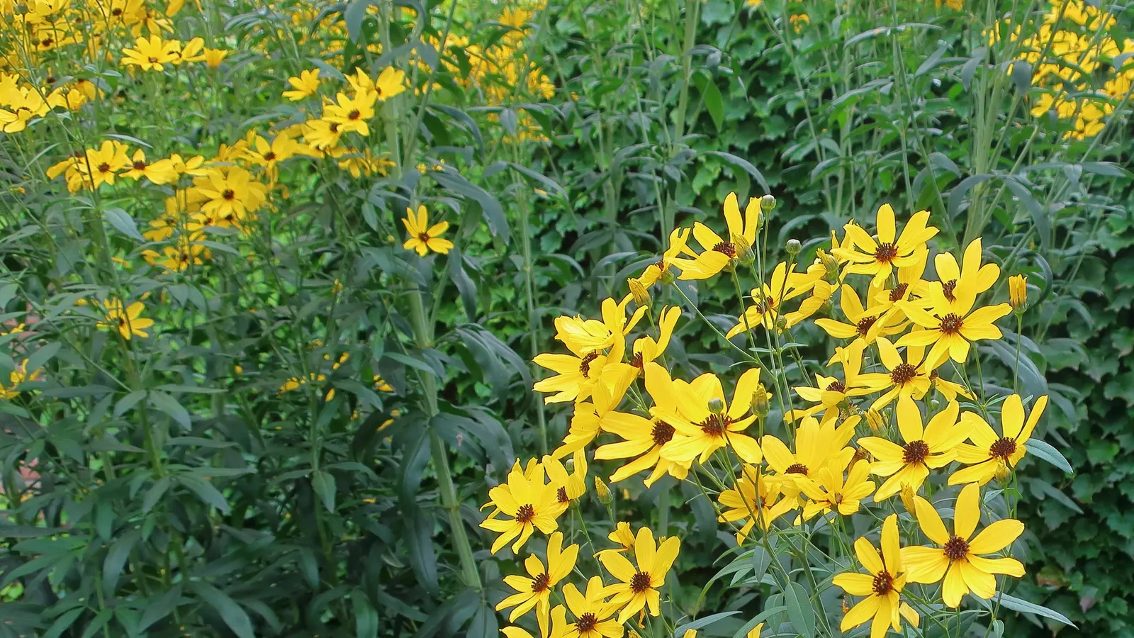 Tall Coreopsis (Coreopsis Tripteris) — North American native perennial that serves as an eye-catching addition to any landscape design