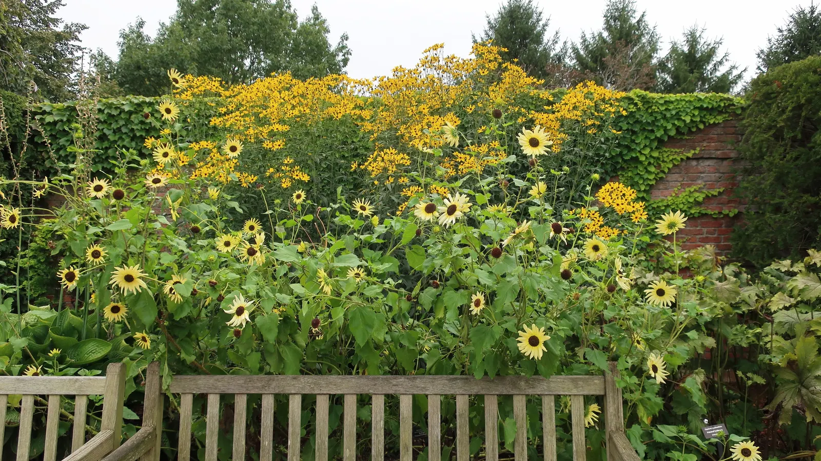 Tall Coreopsis (Coreopsis Tripteris) — creating a delicate texture in sharp contrast to its statuesque form.<br><br>From midsummer to early fall