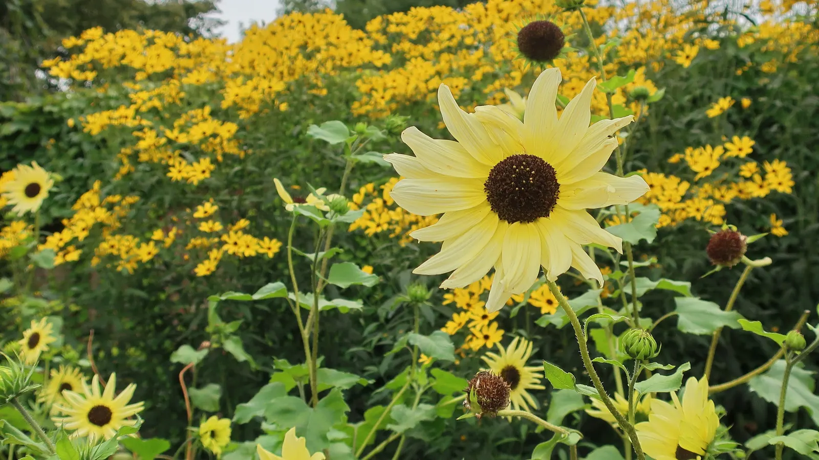 Tall Coreopsis (Coreopsis Tripteris) — it commands attention and provides vertical structure within garden compositions