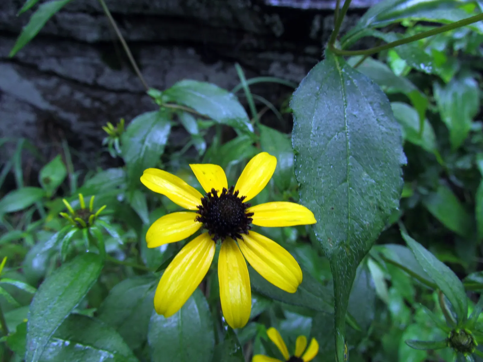 Tall Coreopsis (Coreopsis Tripteris) — each with a central disk of darker