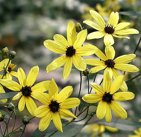 Tall Coreopsis (Coreopsis Tripteris) — The Tall Coreopsis (Coreopsis tripteris) is a hardy perennial native to North America; its height makes it a perfect