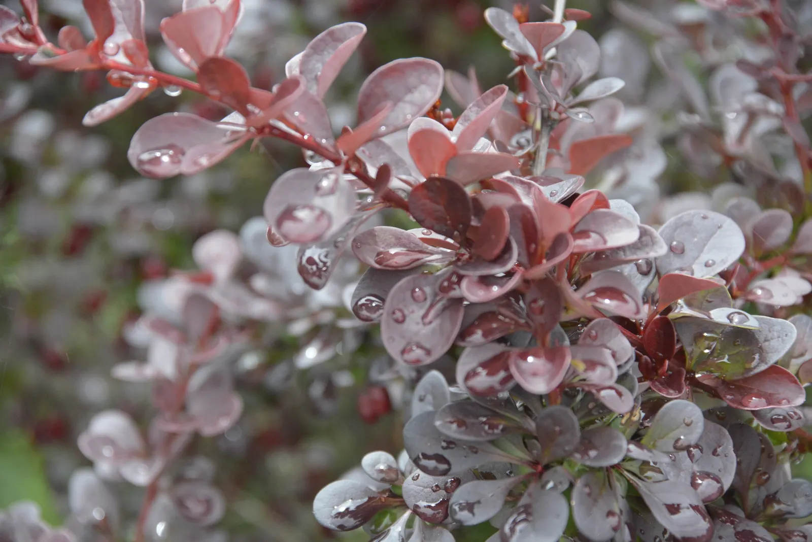 Red-Leaf Japanese Barberry (Berberis Thunbergii 'Atropurpurea') — which also offer a deterrent to wildlife; caution: Sharp thorns and can become invasive