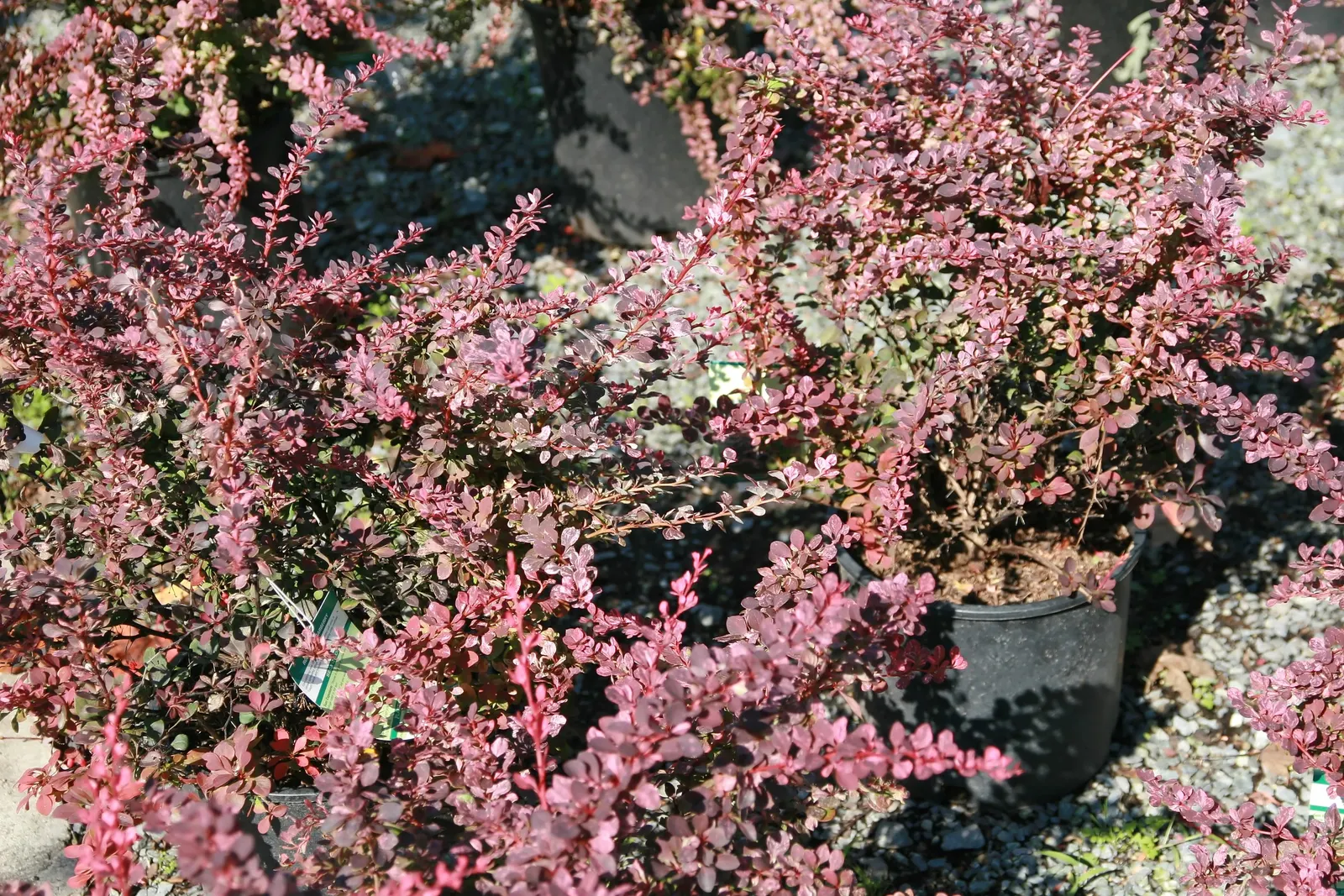 Red-Leaf Japanese Barberry (Berberis Thunbergii 'Atropurpurea') — thus requiring periodic pruning to keep it in check