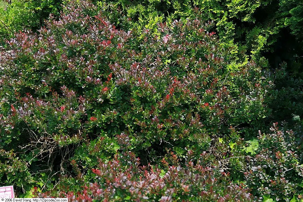 Red-Leaf Japanese Barberry (Berberis Thunbergii 'Atropurpurea') — provided they are well-draining; creating a year-round visual interest.<br><br>This
