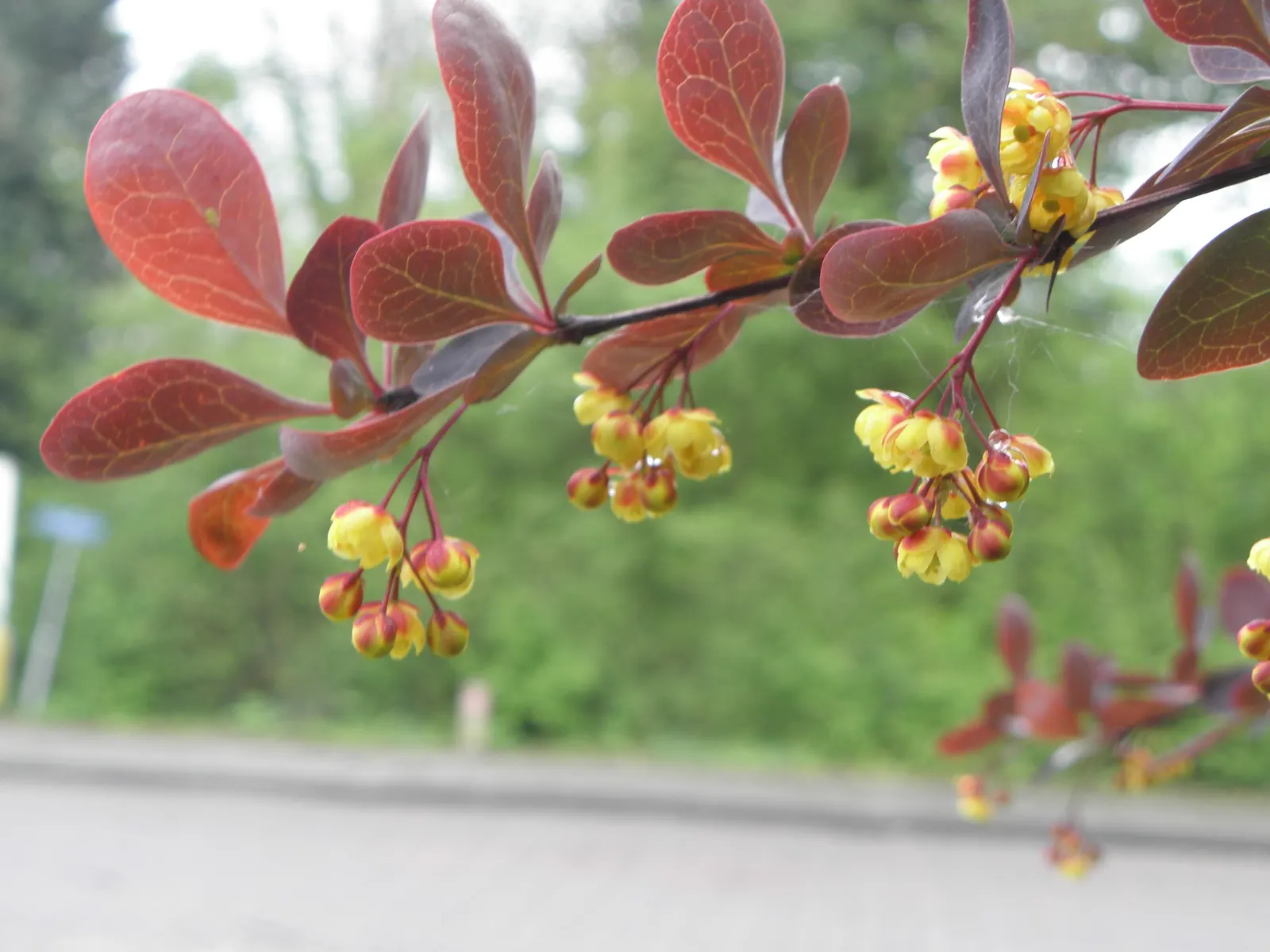 Red-Leaf Japanese Barberry (Berberis Thunbergii 'Atropurpurea') — or foundation plant due to its vivid foliage and adaptable nature; creating a year-round