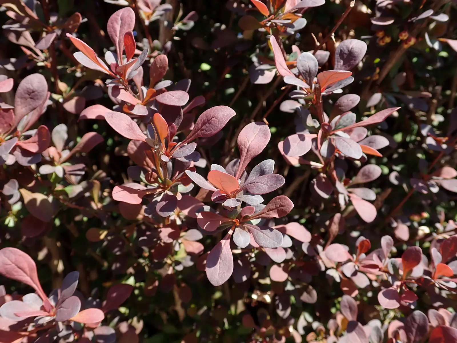 Red-Leaf Japanese Barberry (Berberis Thunbergii 'Atropurpurea') — provided they are well-draining
