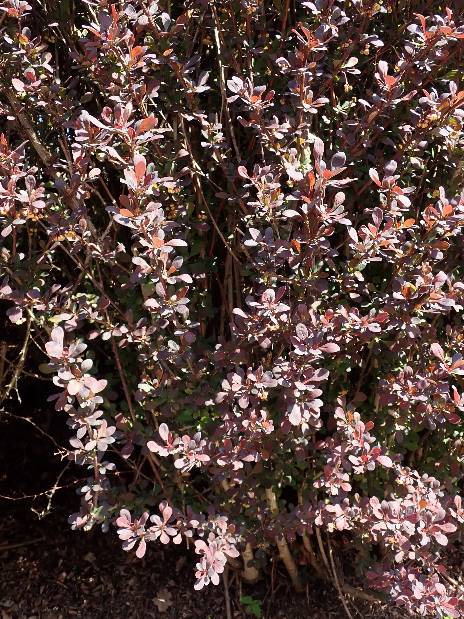 Red-Leaf Japanese Barberry (Berberis Thunbergii 'Atropurpurea') — creating a year-round visual interest.<br><br>This cultivar's hardiness zones span from 4