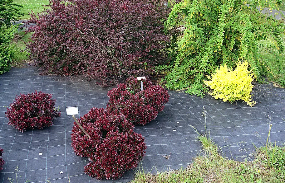 Red-Leaf Japanese Barberry (Berberis Thunbergii 'Atropurpurea') — thus requiring periodic pruning to keep it in check; making it deer-resistant.<br><br>The
