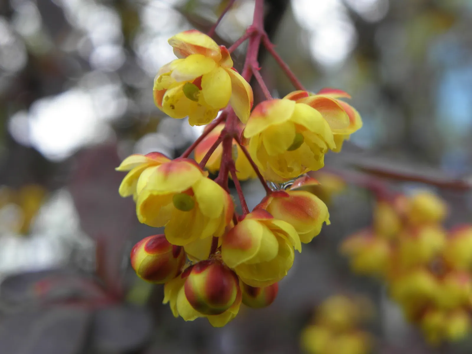 Red-Leaf Japanese Barberry (Berberis Thunbergii 'Atropurpurea') — It thrives in full to partial sun and adapts to various soil conditions, image 31