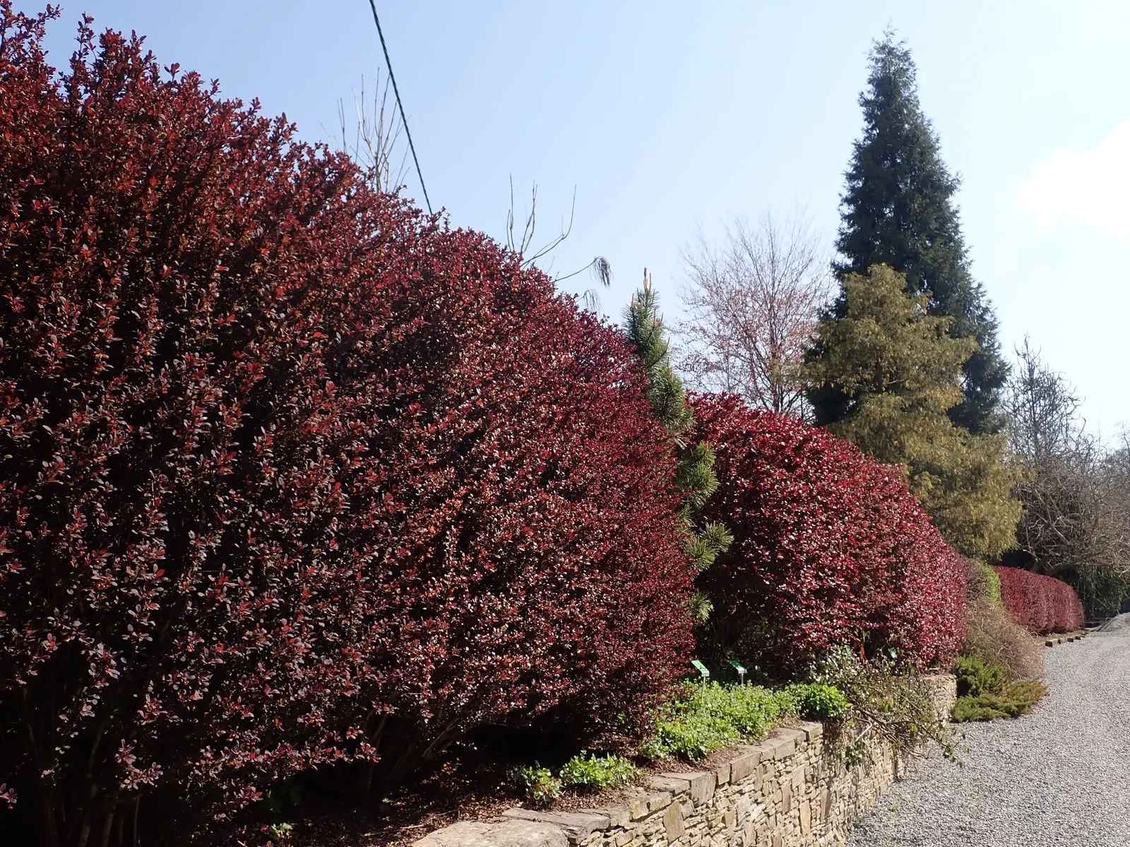 Red-Leaf Japanese Barberry (Berberis Thunbergii 'Atropurpurea') — as it is armed with sharp thorns