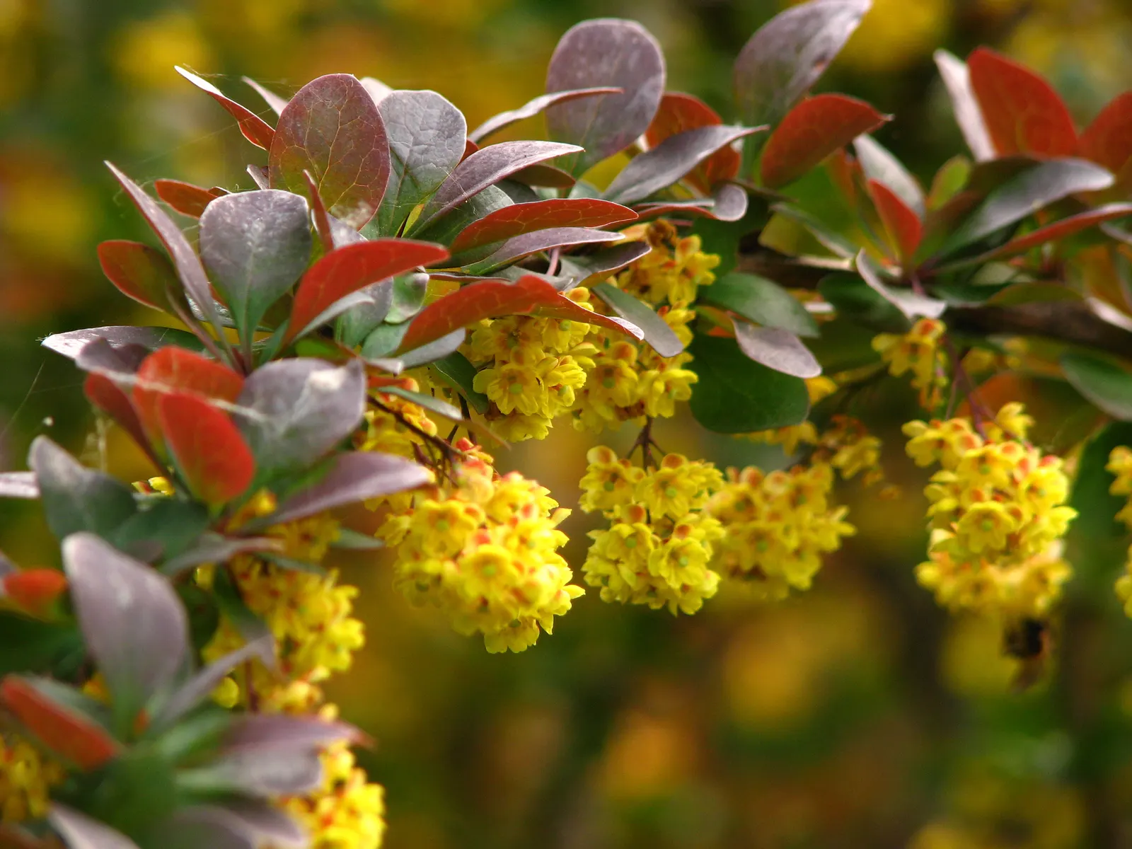 Red-Leaf Japanese Barberry (Berberis Thunbergii 'Atropurpurea') — bringing animation to the garden