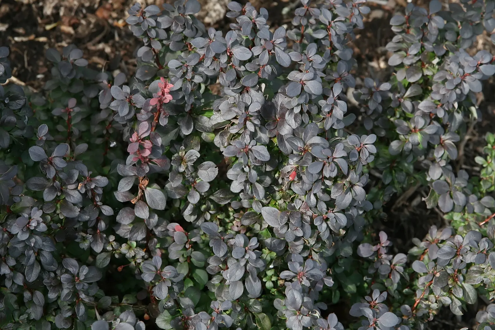 Red-Leaf Japanese Barberry (Berberis Thunbergii 'Atropurpurea') — shrub with yellow blooms