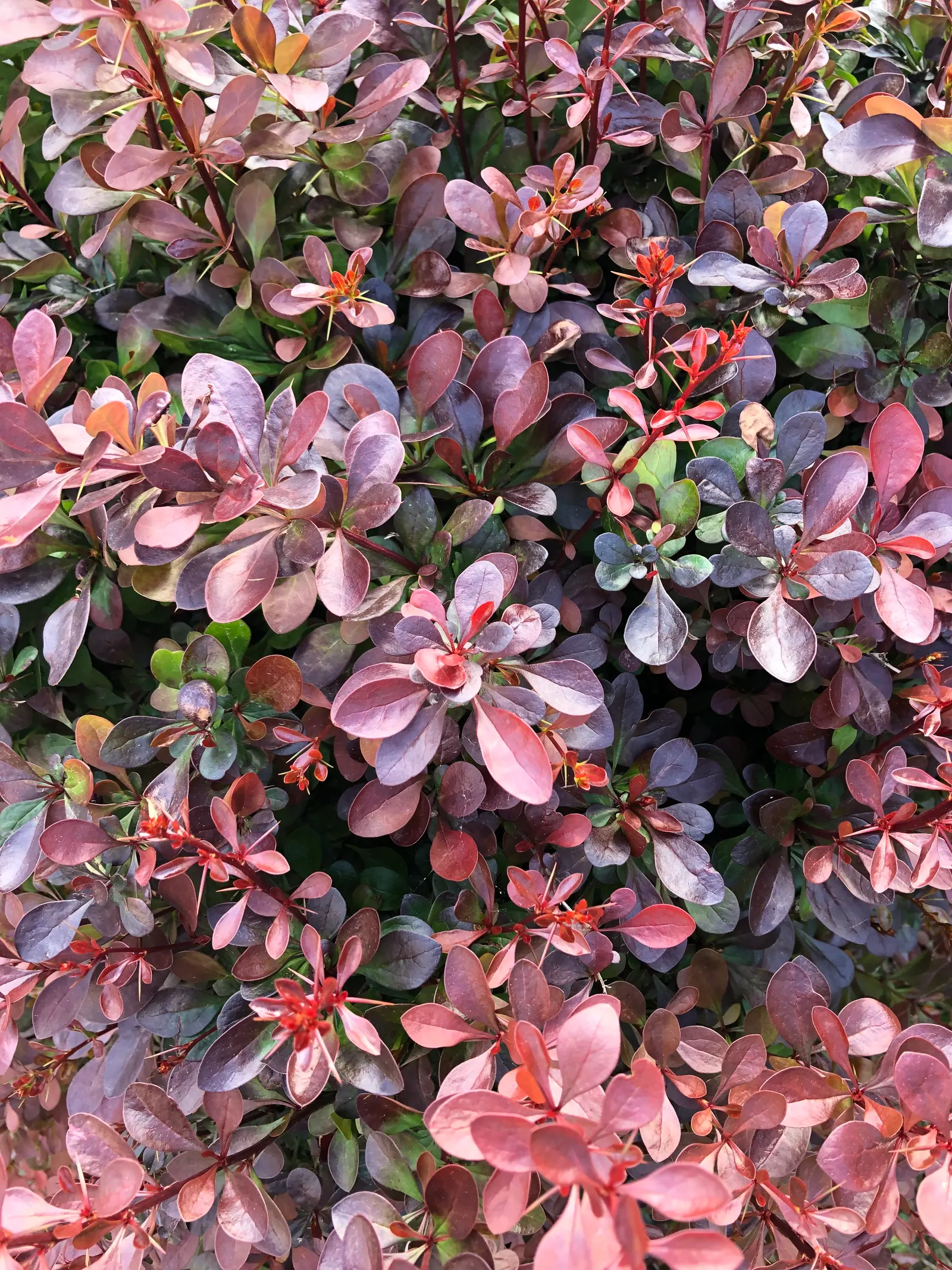 Red-Leaf Japanese Barberry (Berberis Thunbergii 'Atropurpurea') — It prefers full sun to partial shade and is amenable to a wide range of soil types; caution