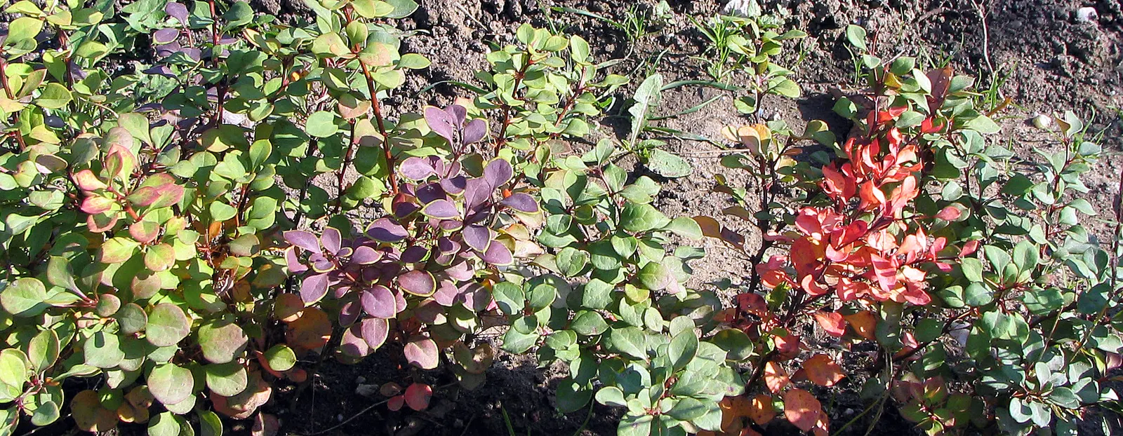 Red-Leaf Japanese Barberry (Berberis Thunbergii 'Atropurpurea') — Mature specimens can reach 4 to 6 feet in height and spread from 4 to 7 feet; making it