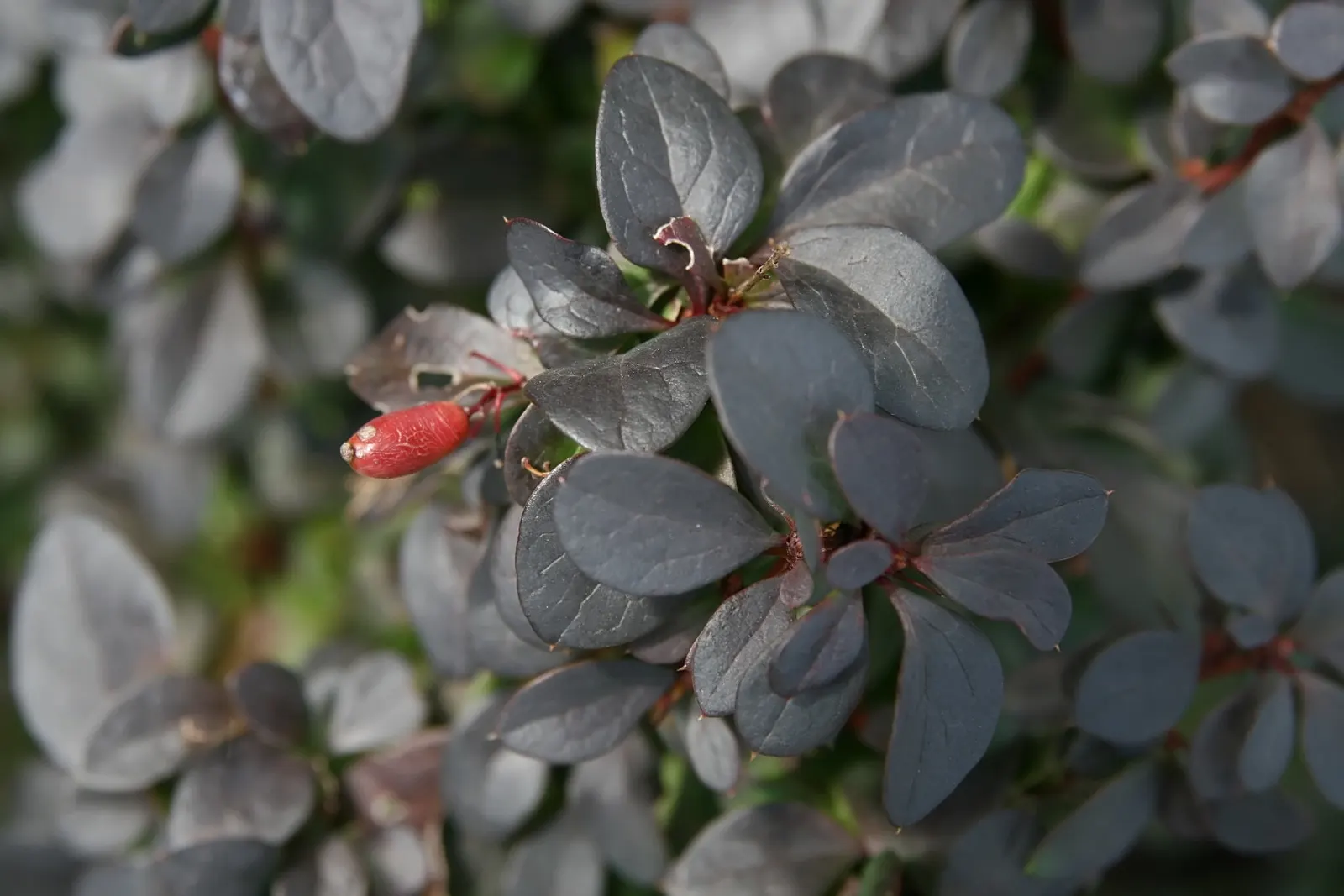 Red-Leaf Japanese Barberry (Berberis Thunbergii 'Atropurpurea') — shrub for full