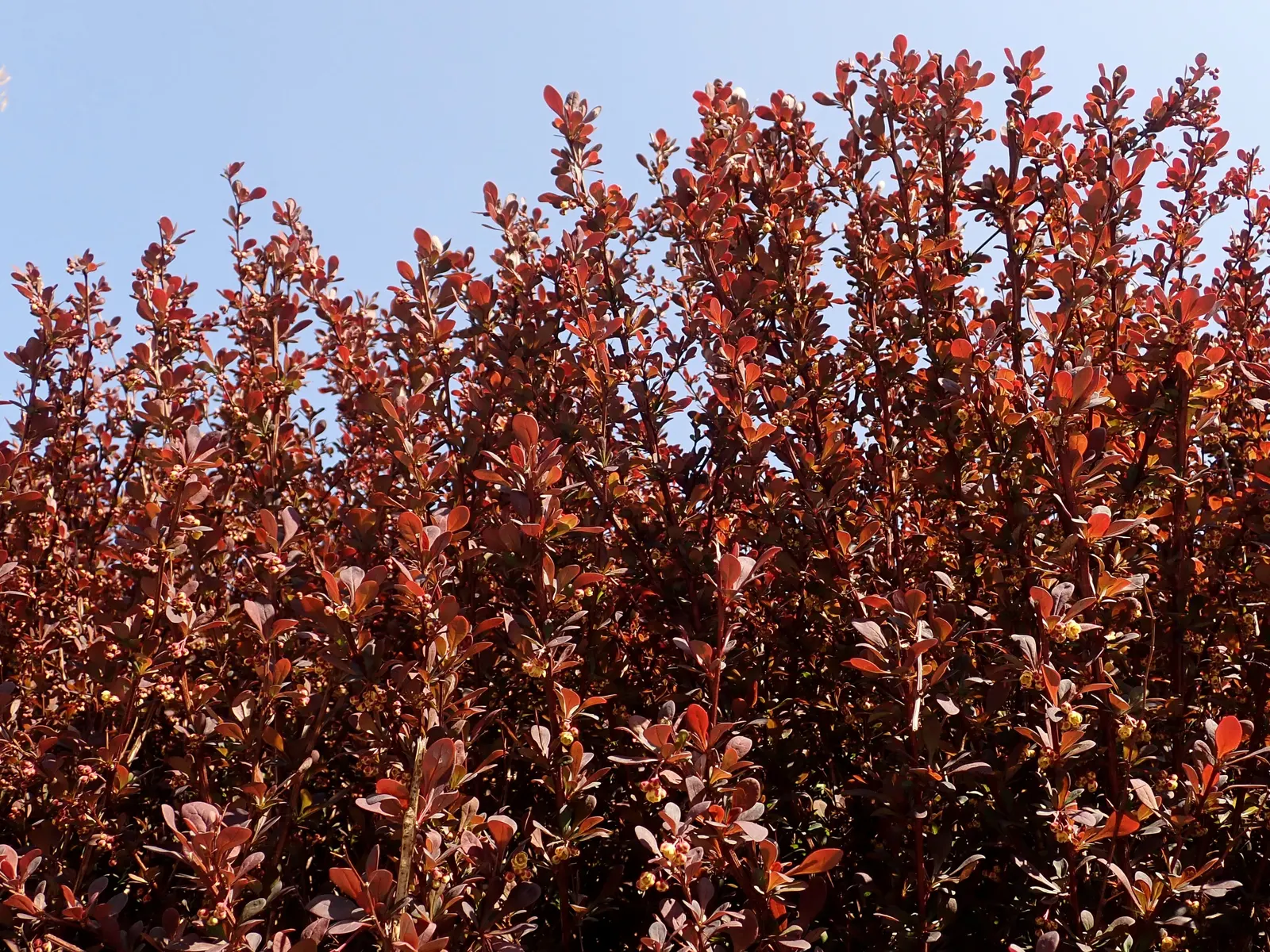 Red-Leaf Japanese Barberry (Berberis Thunbergii 'Atropurpurea') — oval leaves that unfold a rich reddish-purple hue in spring