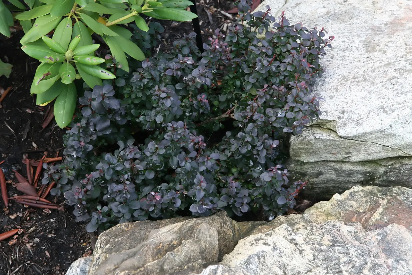 Red-Leaf Japanese Barberry (Berberis Thunbergii 'Atropurpurea') — yellow flowers in the garden