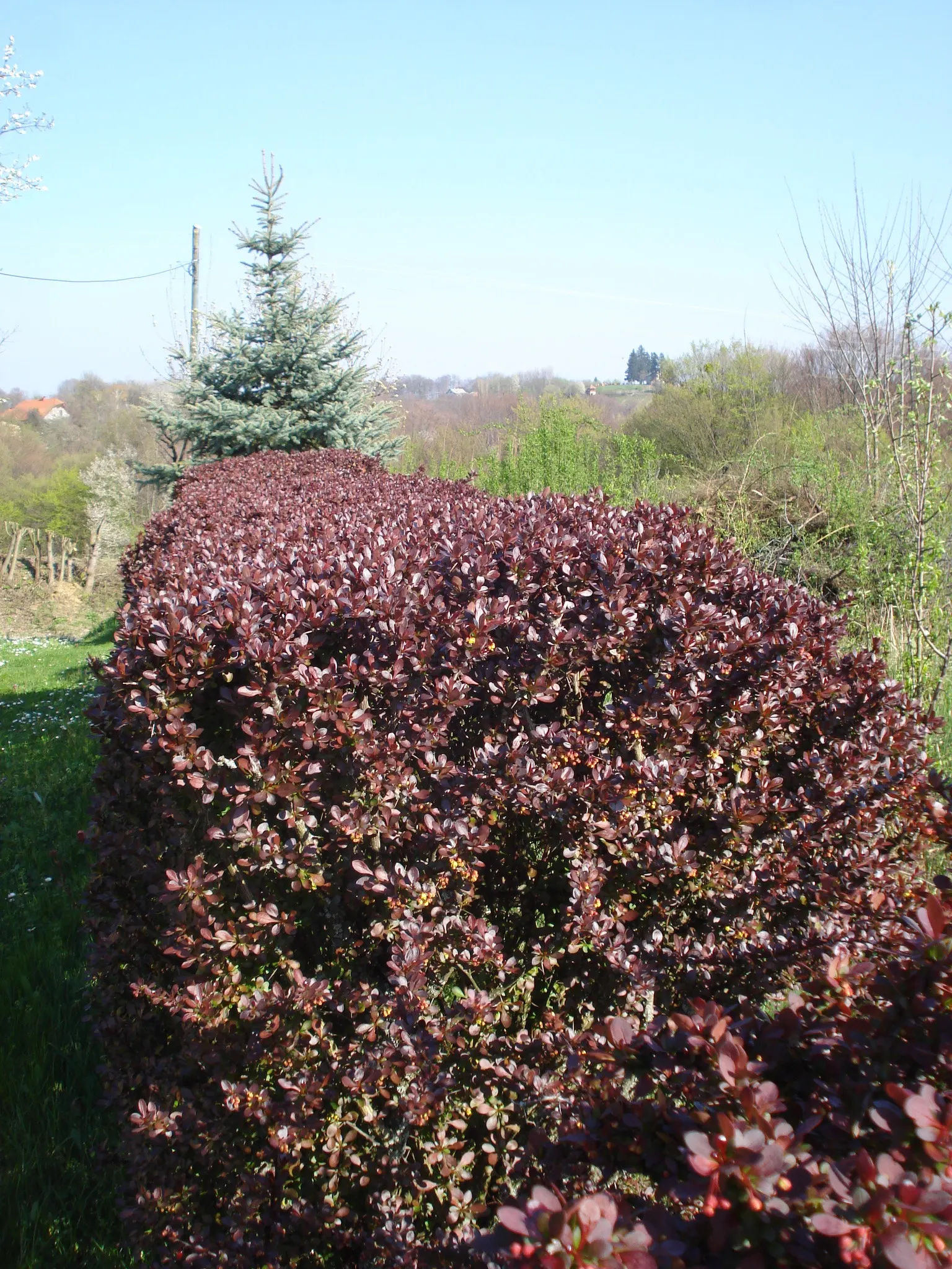 Red-Leaf Japanese Barberry (Berberis Thunbergii 'Atropurpurea') — When planning for a garden layout; in overall design, it pairs well with green-leaved plants