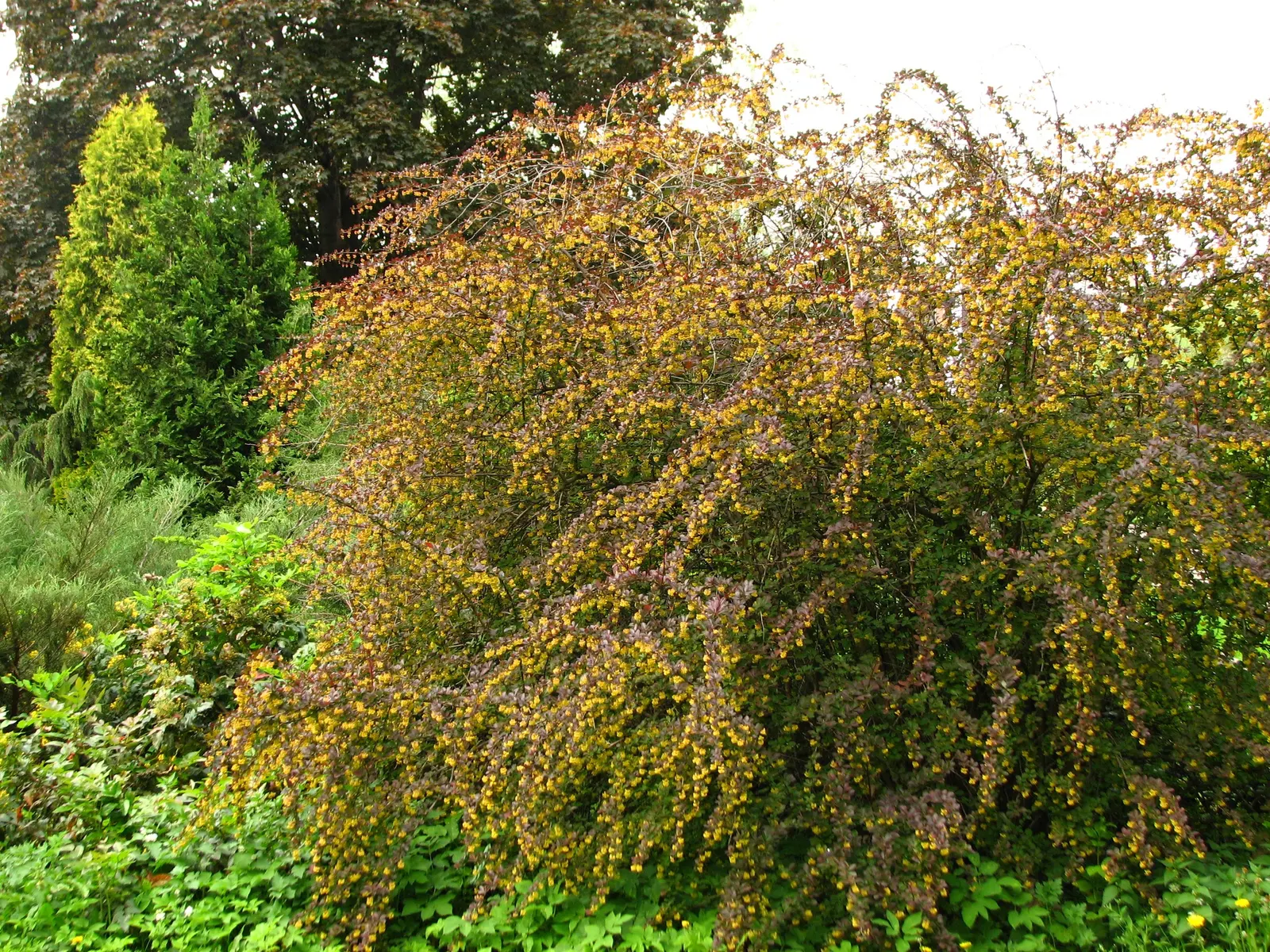 Red-Leaf Japanese Barberry (Berberis Thunbergii 'Atropurpurea') — It also offers small yellow flowers in spring and red berries in the fall