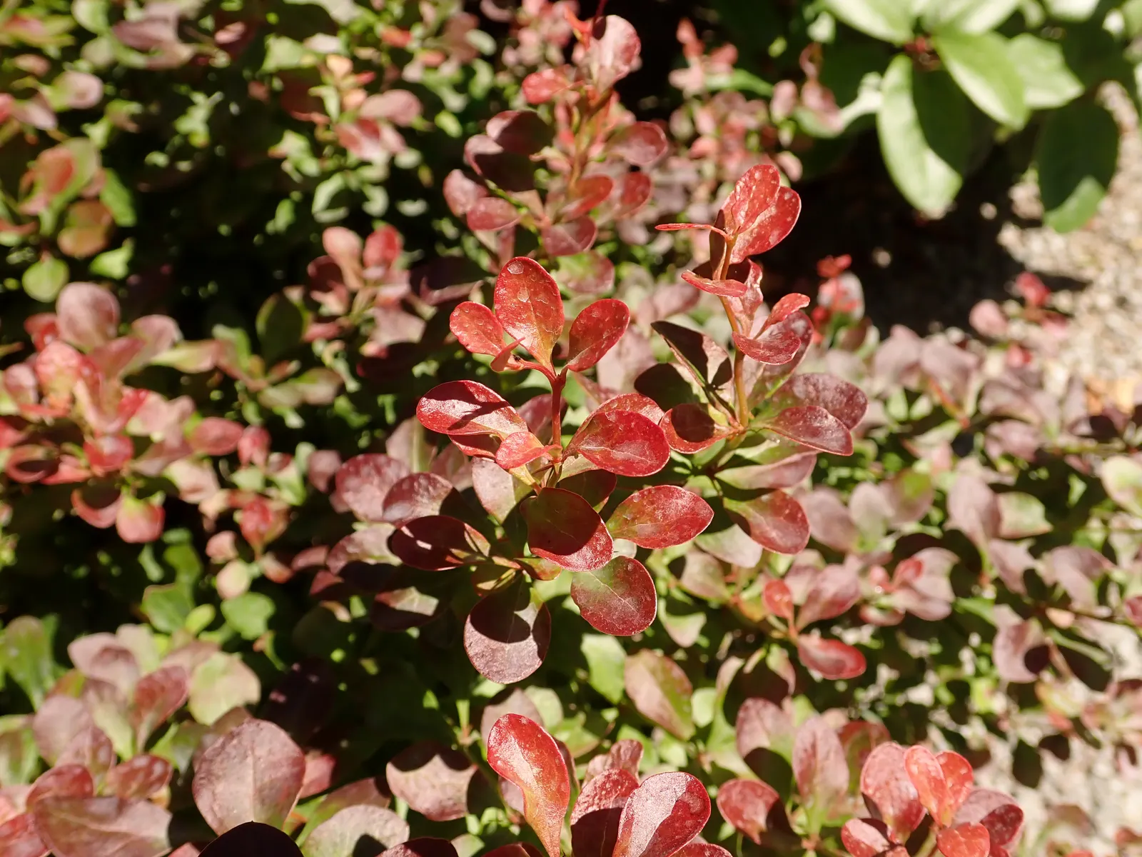 Red-Leaf Japanese Barberry (Berberis Thunbergii 'Atropurpurea') — scientifically known as Berberis thunbergii 'Atropurpurea'