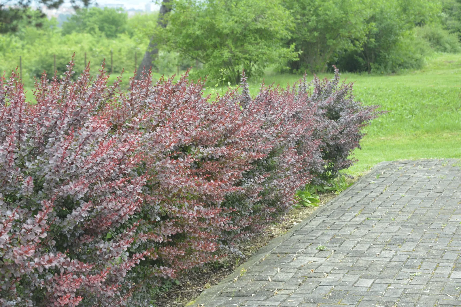 Red-Leaf Japanese Barberry (Berberis Thunbergii 'Atropurpurea') — making it deer-resistant.<br><br>The Red-Leaf Japanese Barberry is, image 46