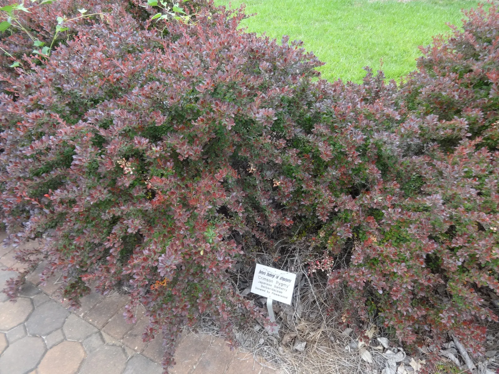 Red-Leaf Japanese Barberry (Berberis Thunbergii 'Atropurpurea') — as it is armed with sharp thorns; in overall design, it pairs well with green-leaved plants