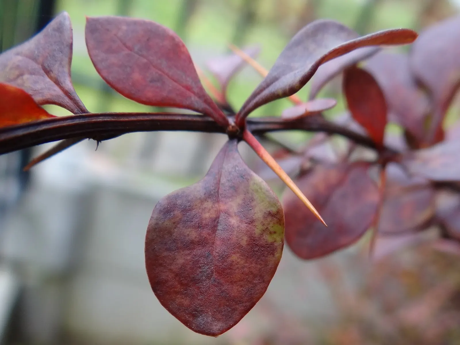 Red-Leaf Japanese Barberry (Berberis Thunbergii 'Atropurpurea') — cultivating an attractive