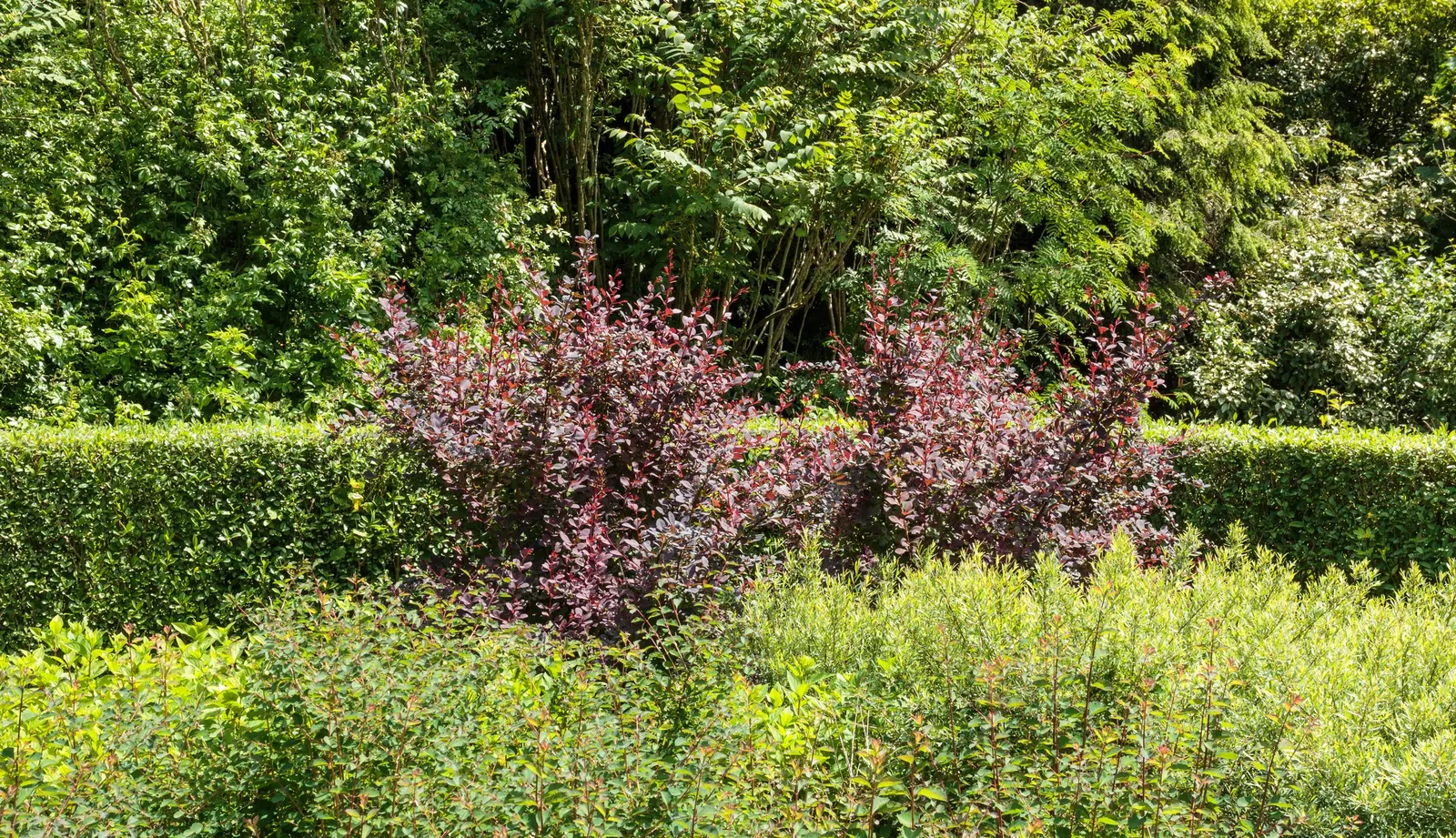 Red-Leaf Japanese Barberry (Berberis Thunbergii 'Atropurpurea') — Care should be taken when handling this shrub