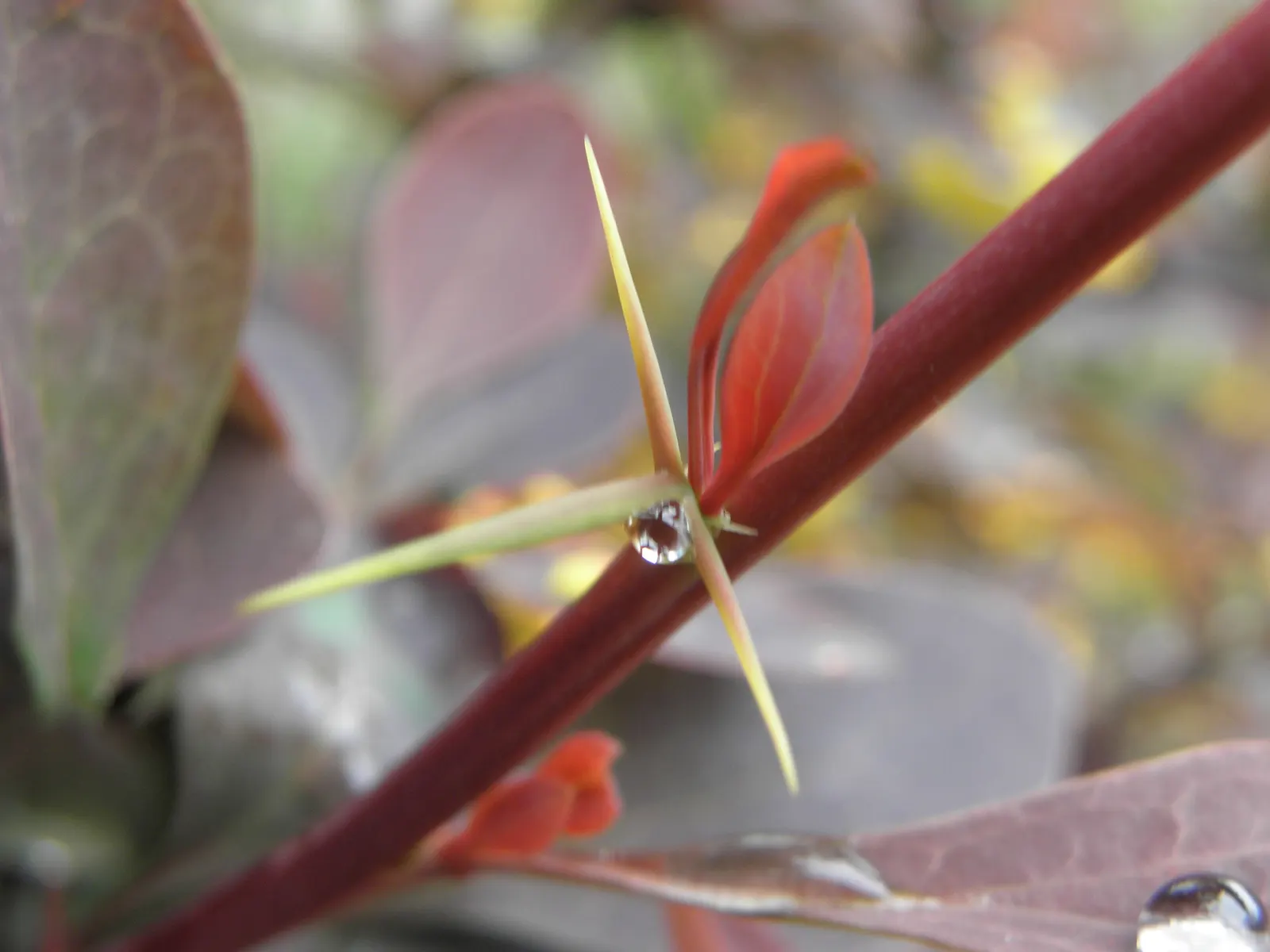 Red-Leaf Japanese Barberry (Berberis Thunbergii 'Atropurpurea') — It also offers small yellow flowers in spring and red berries in the fall; making it