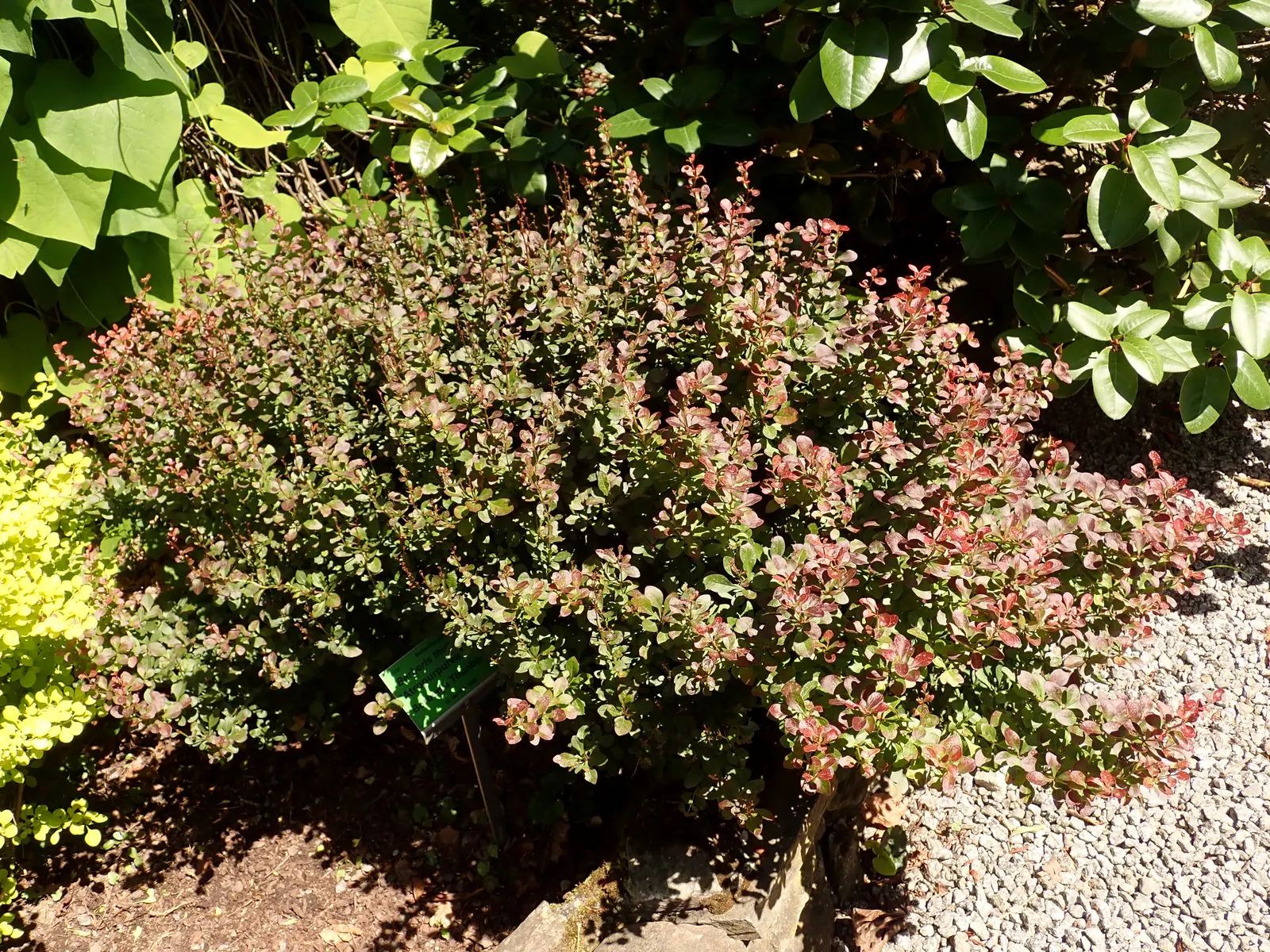 Red-Leaf Japanese Barberry (Berberis Thunbergii 'Atropurpurea') — This hardy plant reaches 4 to 6 feet in height with an equal spread; caution: Sharp thorns