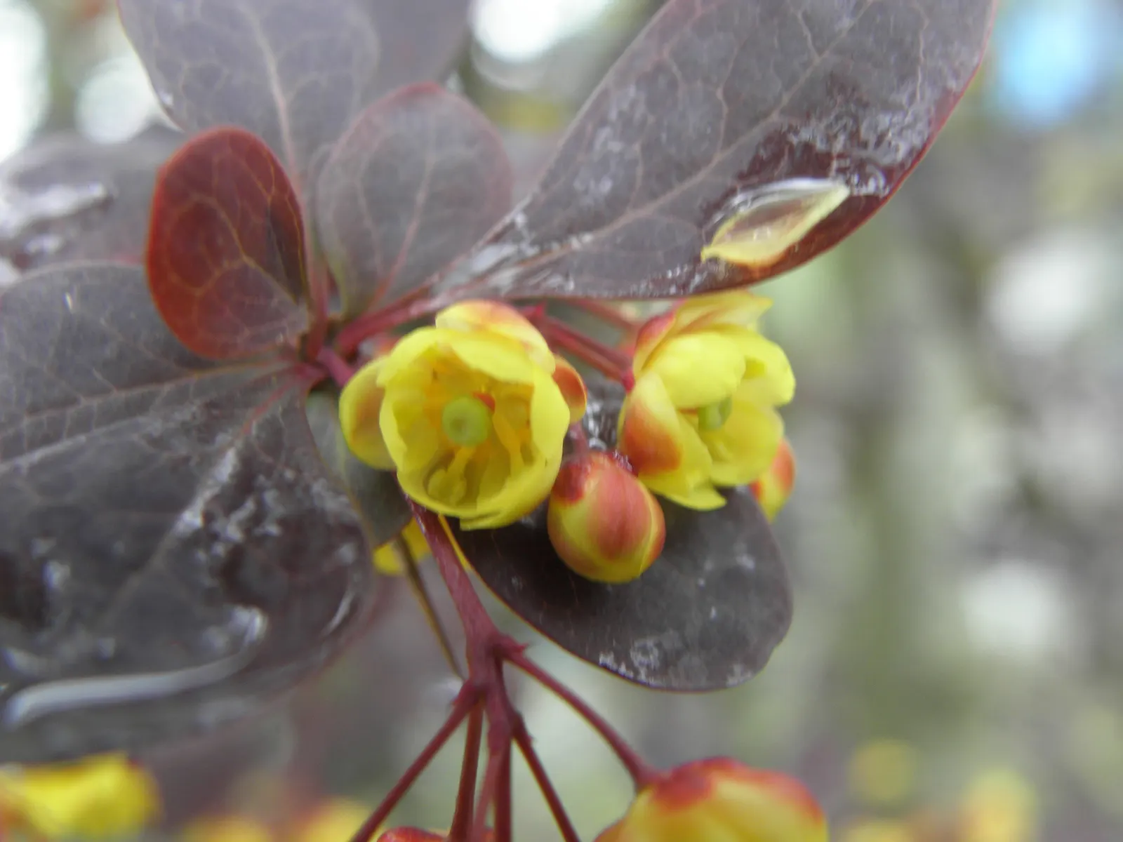 Red-Leaf Japanese Barberry (Berberis Thunbergii 'Atropurpurea') — scientifically known as Berberis thunbergii 'Atropurpurea'; caution: Sharp thorns and can