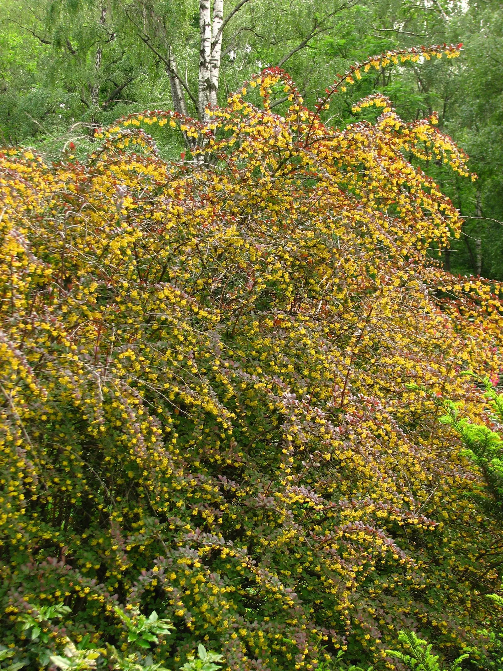 Red-Leaf Japanese Barberry (Berberis Thunbergii 'Atropurpurea') — making it ideal for hedging or as a focal point