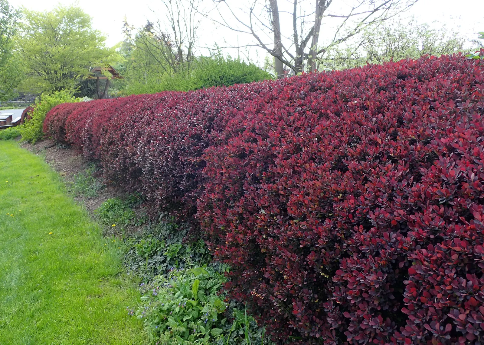 Red-Leaf Japanese Barberry (Berberis Thunbergii 'Atropurpurea') — It prefers full sun to partial shade and is amenable to a wide range of soil types