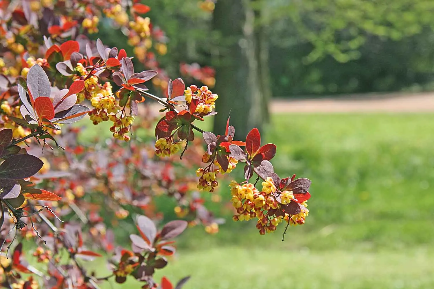 Red-Leaf Japanese Barberry (Berberis Thunbergii 'Atropurpurea') — Care should be taken when handling this shrub; making it deer-resistant.<br><br>The Red-Leaf