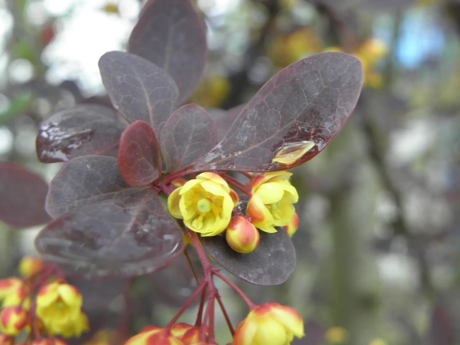 Red-Leaf Japanese Barberry (Berberis Thunbergii 'Atropurpurea') — cultivating an attractive; in overall design, it pairs well with green-leaved plants, which