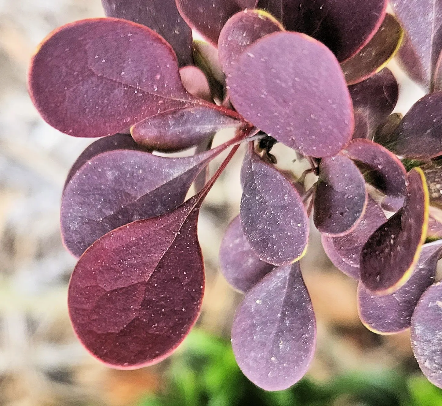 Red-Leaf Japanese Barberry (Berberis Thunbergii 'Atropurpurea') — creating a year-round visual interest.<br><br>This cultivar's hardiness zones, image 39