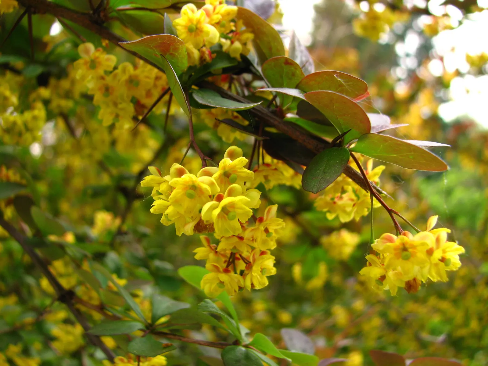 Red-Leaf Japanese Barberry (Berberis Thunbergii 'Atropurpurea') — This hardy plant reaches 4 to 6 feet in height with an equal spread