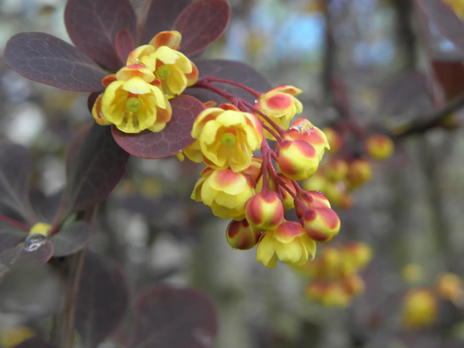 Red-Leaf Japanese Barberry (Berberis Thunbergii 'Atropurpurea') — it is often used as a focal point; caution: Sharp thorns and can become invasive