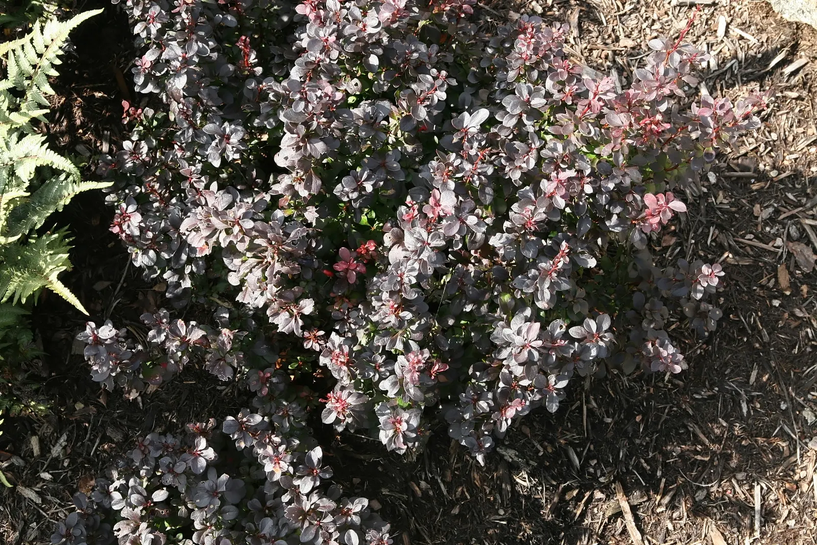 Red-Leaf Japanese Barberry (Berberis Thunbergii 'Atropurpurea') — In overall design, it pairs well with green-leaved plants, which accentuate its deep purple