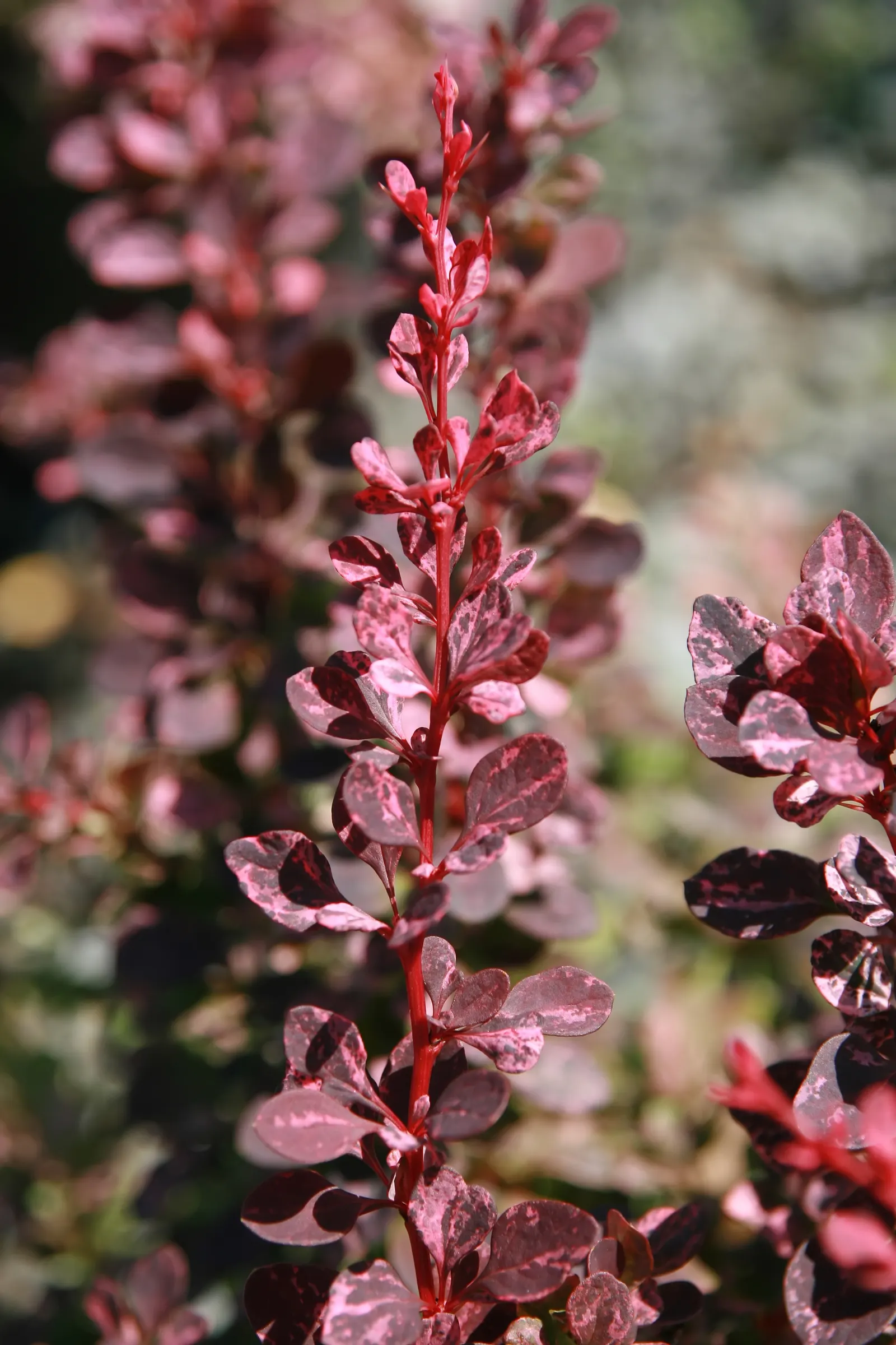 Red-Leaf Japanese Barberry (Berberis Thunbergii 'Atropurpurea') — it is often used as a focal point