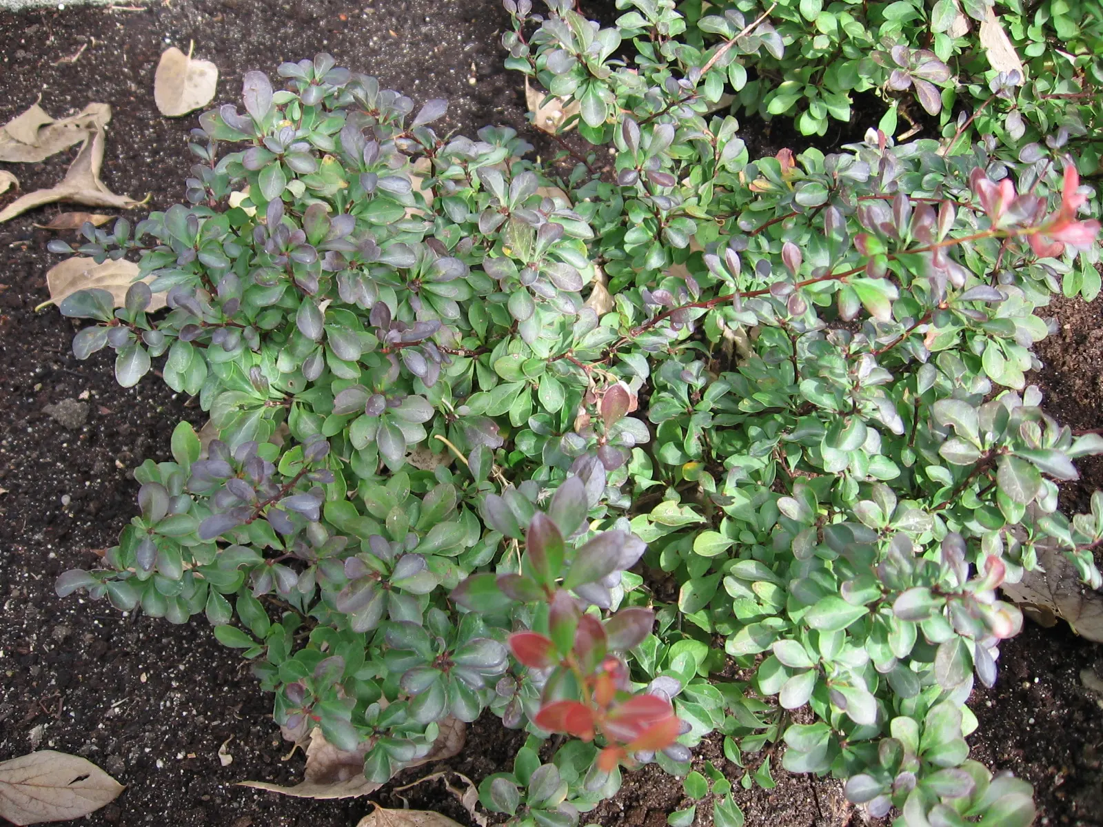 Red-Leaf Japanese Barberry (Berberis Thunbergii 'Atropurpurea') — oval leaves that unfold a rich reddish-purple hue in spring; caution: Sharp thorns and can