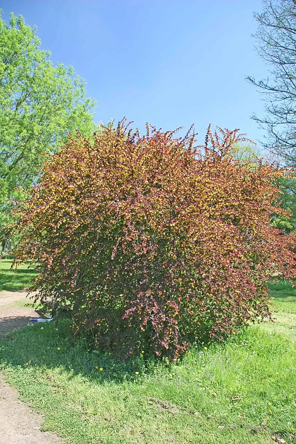 Red-Leaf Japanese Barberry (Berberis Thunbergii 'Atropurpurea') — making it deer-resistant.<br><br>The Red-Leaf Japanese Barberry is low-maintenance but can be