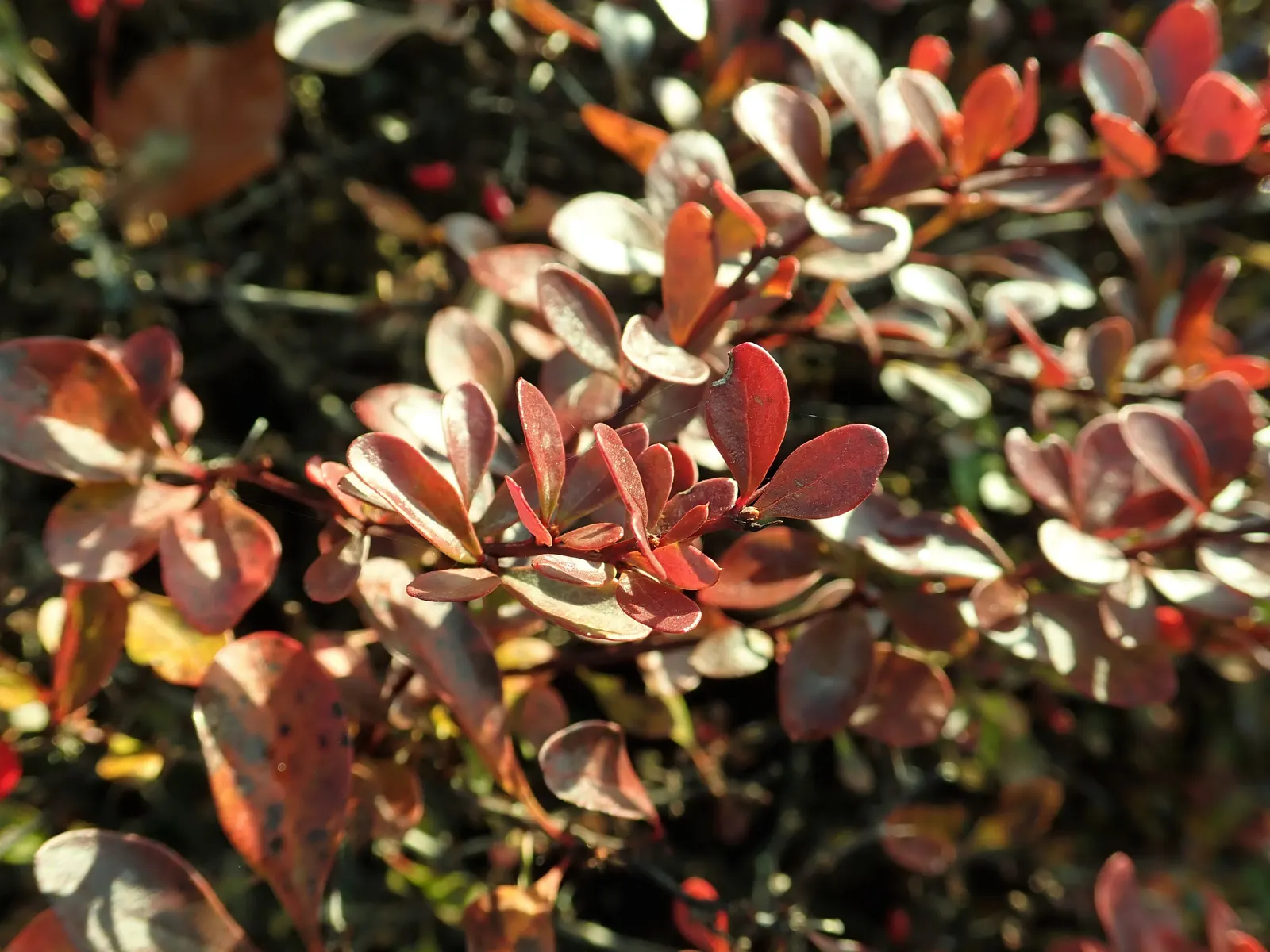 Red-Leaf Japanese Barberry (Berberis Thunbergii 'Atropurpurea') — Caution: Sharp thorns and can become invasive