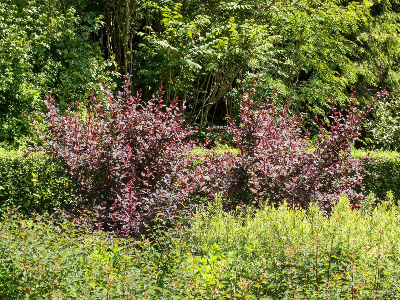 Red-Leaf Japanese Barberry (Berberis Thunbergii 'Atropurpurea') — thriving in a variety of conditions; in overall design, it pairs well with green-leaved