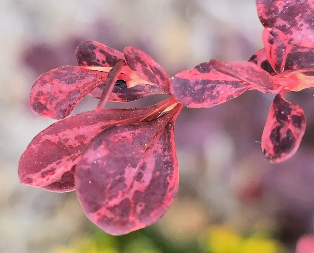 Red-Leaf Japanese Barberry (Berberis Thunbergii 'Atropurpurea') — this barberry maintains its bold color throughout the summer before transitioning, image 38