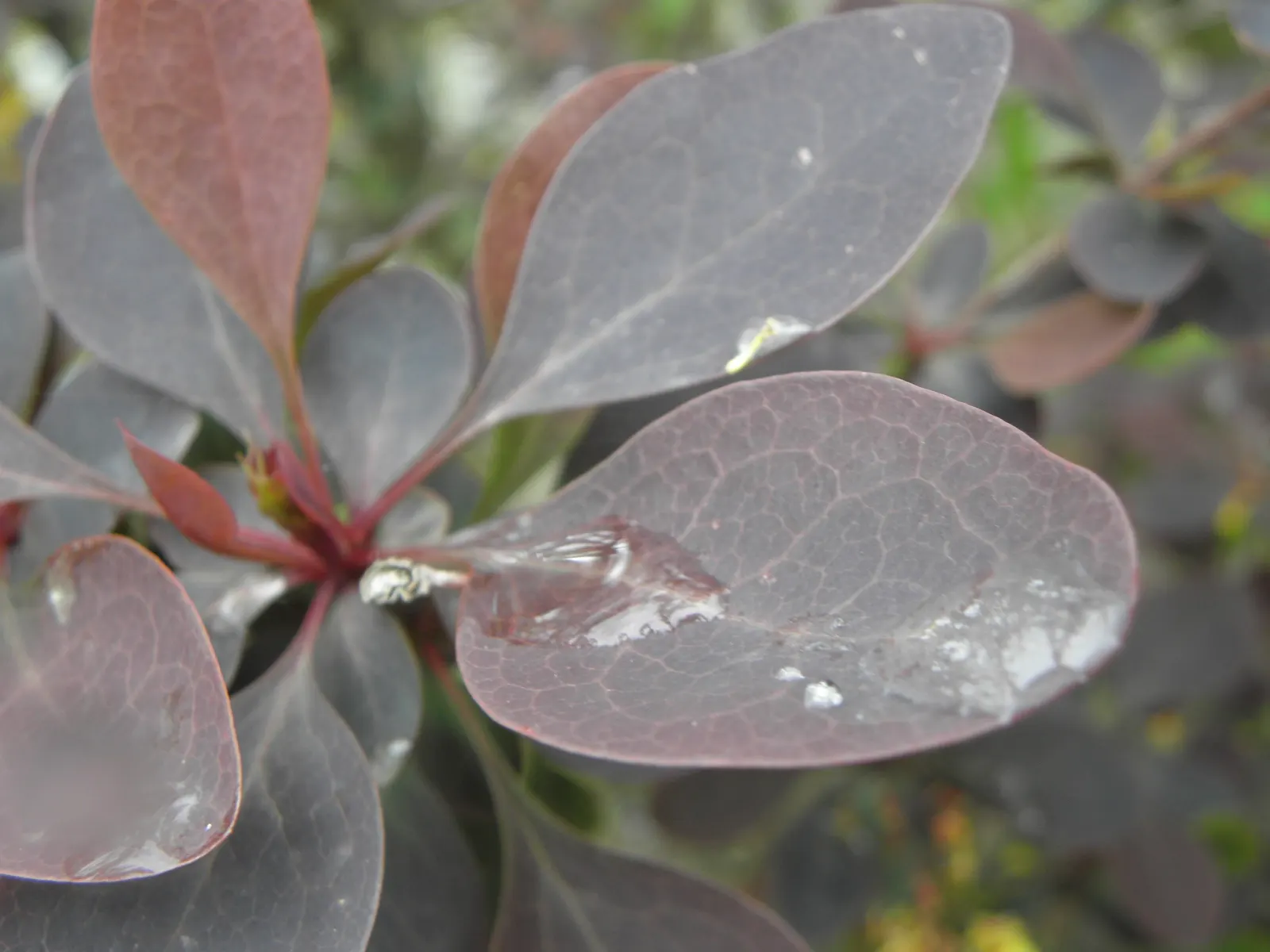 Red-Leaf Japanese Barberry (Berberis Thunbergii 'Atropurpurea') — Caution: Sharp thorns and can become invasive; in overall design, it pairs well with