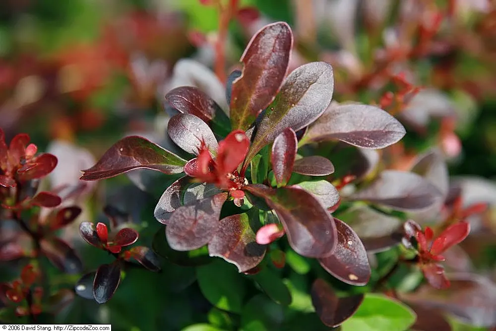 Red-Leaf Japanese Barberry (Berberis Thunbergii 'Atropurpurea') — When planning for a garden layout