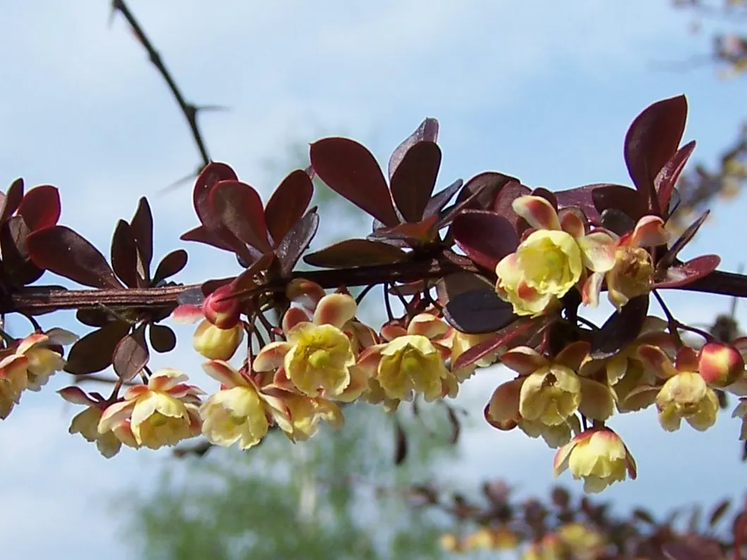 Red-Leaf Japanese Barberry (Berberis Thunbergii 'Atropurpurea') — or foundation plant due to its vivid foliage and adaptable nature